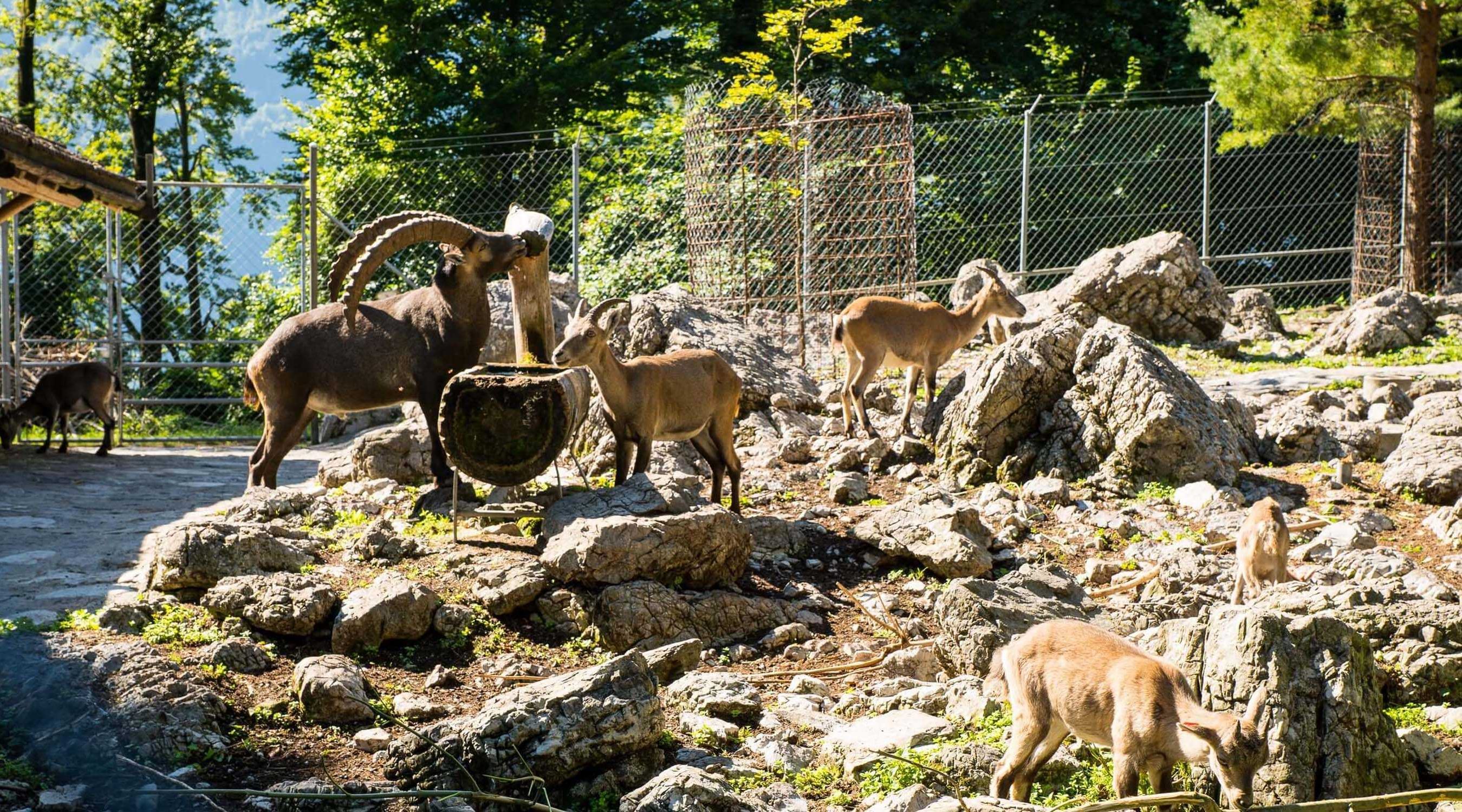 Aktivitaet wildpark hotel brienzerburli brienz 01